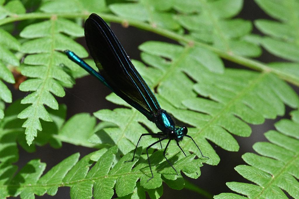 2025-06279196 Broad Meadow Brook, MA.JPG - Ebony Jewelwing Daamselfly. Broad Meadow Brook Wildlife Sanctuary, MA, 6-27-2025